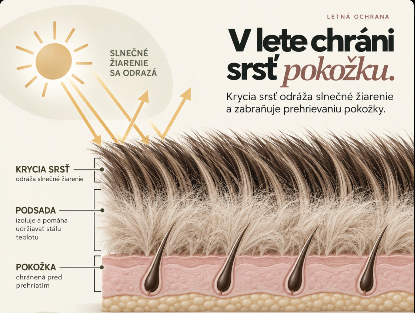 Prierez krycou srsťou, podsadou a pokožkou počas leta