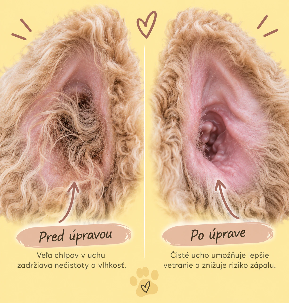 Uško psa pred úpravou a po úprave