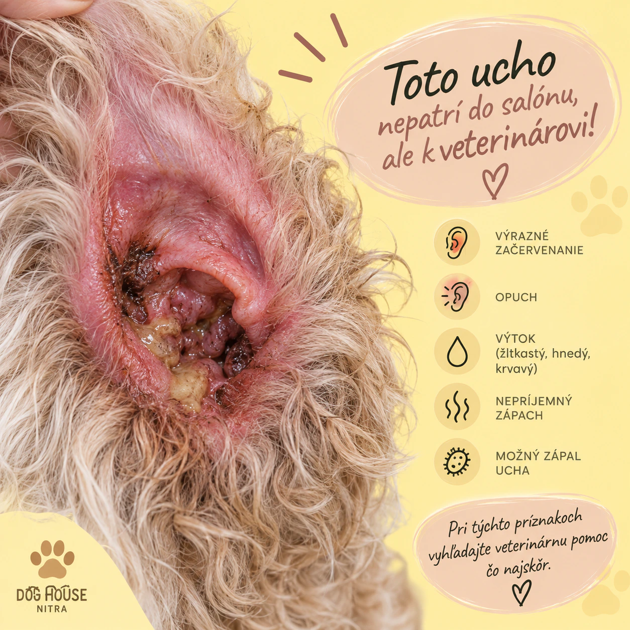 Príznaky zapáleného ucha, s ktorými psík patrí k veterinárovi